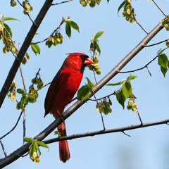 Red Cardinal perched in a tree with a clear blue sky
