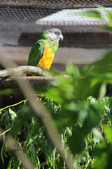 senegal parrot in a zoo in france