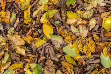 Colorful autumn leaves. Autumn forest background