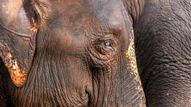 Close up elephant big eyes skin in natural ,elephant is giant mamal animal in widelife nature.