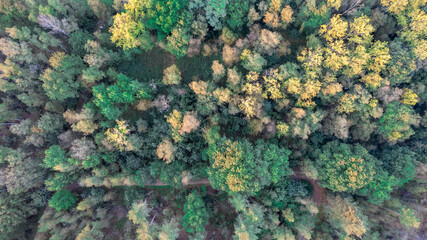 Aerial bird view over beautiful temperate coniferous forest over top of trees showing the amazing different green pine forest colors. Air hum, flying low over a dense forest landscape. High quality