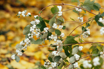 Snowberry - shrub with white berries, symphoricarpus shrub on a yellow background of autumn leaves