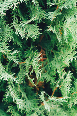 Naklejka na ściany i meble Background with thuja. Thuja is an evergreen coniferous tree from the cypress family