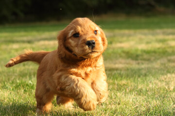 Small and cute red Cocker Spaniel puppy running in the green grass, morning sun.