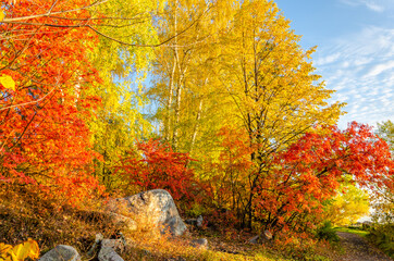 Autumn forest on the lake shore in the morning.