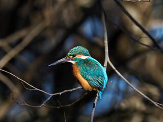 善福寺公園のカワセミ