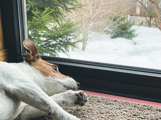 Sad dog lying on carpet looking through window on backyard under snow on boring winter day. Pet is...