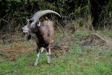 Ziegenbock auf Weide vor Dornenbusch