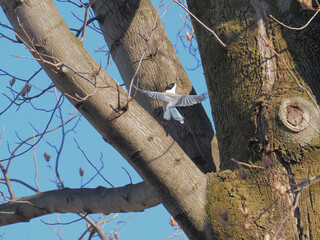 踊るオナガDancing Azure-winged Magpie
