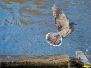 飛び立つキジバトTurtle dove taking off