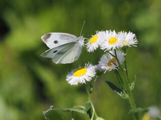 モンシロチョウ