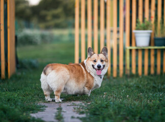 funny corgi dog stands in a sunny spring garden