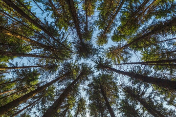 Looking Up In Spring Pine Forest Tree . Bottom View Wide Angle Background