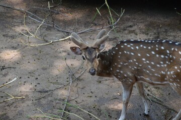 Closeup view of very beautiful young deer in nature
