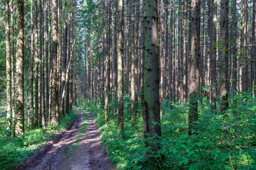 Empty rugged dirt road with puddles in green pine and spruce forests in summer.Light and shadows in sunny day. Off-roading.