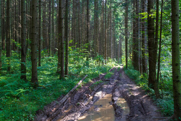 Empty rugged dirt road with puddles in green pine and spruce forests in summer.Light and shadows in sunny day. Off-roading.