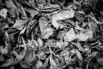 Autumn background from fallen leaves.