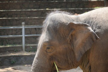 Fototapeta premium Closeup view of little elephants face with little fur 