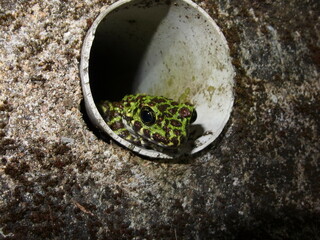 排水パイプがお気に入りのオキナワイシカワガエル