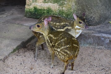 Tiny deer in the cage   