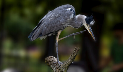 Graureiher (Ardea cinerea)