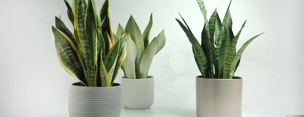 Sansevieria - obrazy, fototapety, plakaty