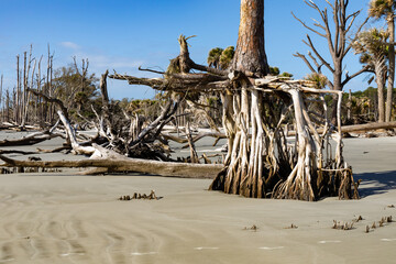 Pine tree with deeply exposed root system on a beach with extreme sand erosion on a sunny day, horizontal aspect