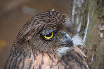 Beautiful brown owl bird with yellow eyes 