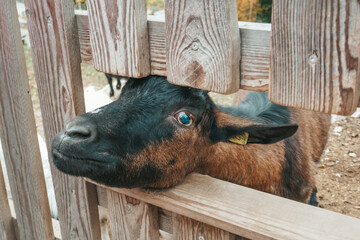 Goats on the farm. Beautiful mountain goat.
