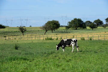 Cow calves in the field, Buenos Aires Province,Argentina.