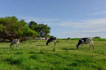 Naklejka na ściany i meble Cow calves in the field, Buenos Aires Province,Argentina.