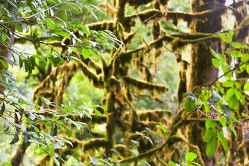 A green natural thick tropical rain forest