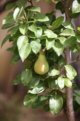 Pera appesa all’albero in via di maturazione