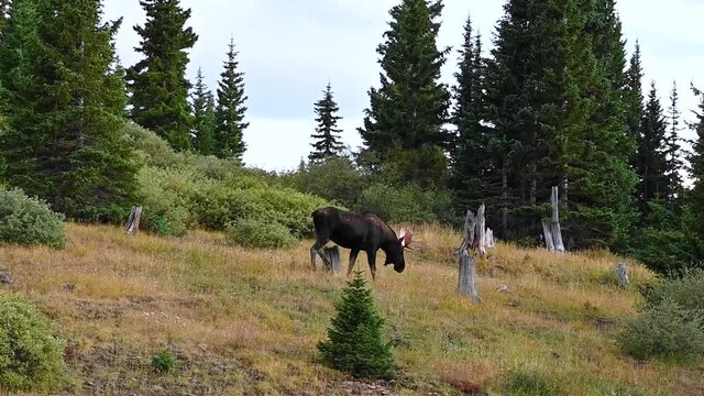 large bull moose laying down in meadow and braying