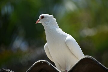 Beautiful pure white dove in blurred background 