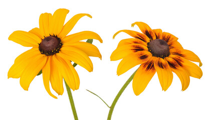 Rudbeckia flowers isolated