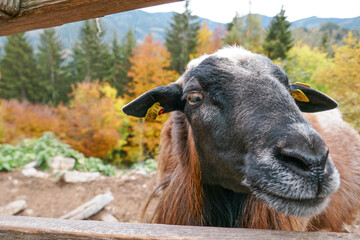 Goats on the farm. Beautiful mountain goat.