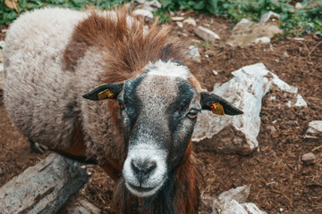 Goats on the farm. Beautiful mountain goat.