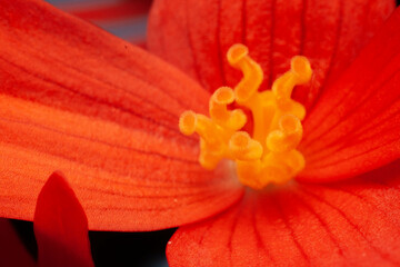 Czerwony kwiat z żółtymi skręconymi pręcikami.