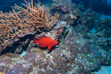 Heteropriacanthus, the glasseyes or glass bigeyes, are a genus of the bigeye family found in all tropical seas around the world
