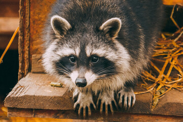 Cute raccoon close up portrait. © mar1sha