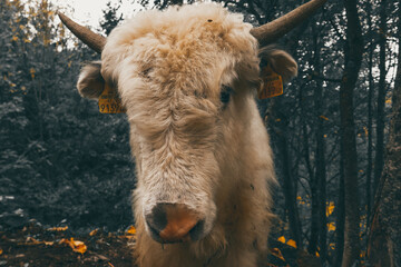 Beautiful hairy cows. Scottish cows graze in the forest.