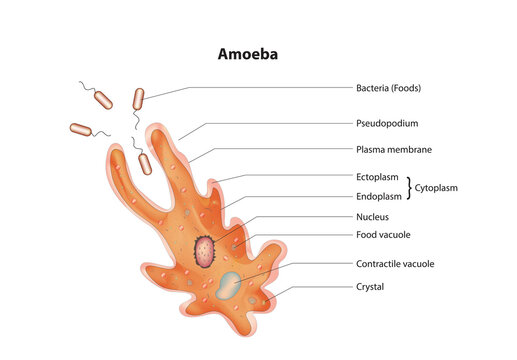 amoeba cell