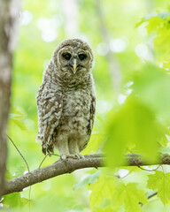 Recently fledged barred owlet standing on a branch, showing off its adorable fuzzy legs
