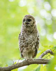 Barred owlet standing on a branch looking into the distance. Green background.