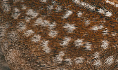 Background from wool of a cow, wool close-up.