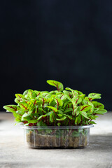fresh different organic microgreens for healthy nutrition