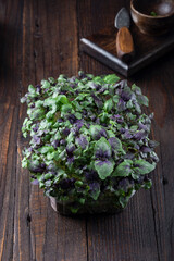 fresh different organic microgreens for healthy nutrition