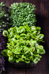 fresh different organic microgreens for healthy nutrition