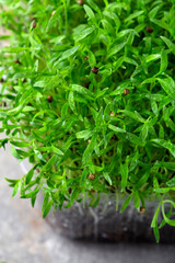 fresh different organic microgreens for healthy nutrition